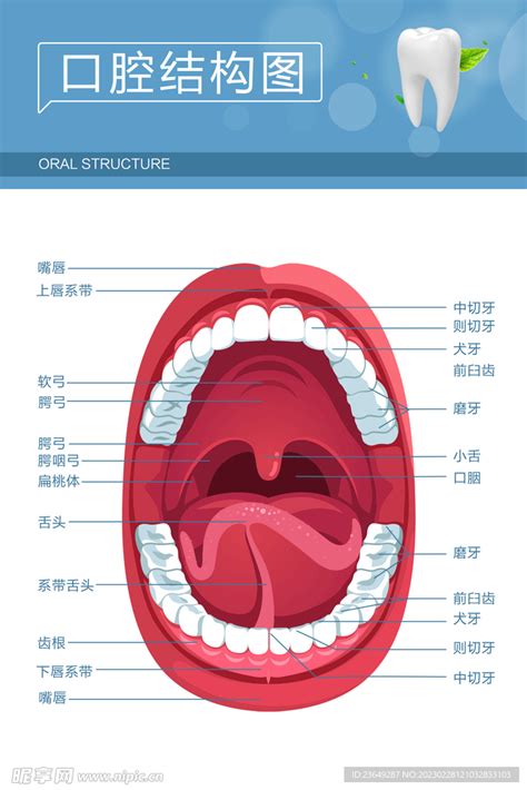 嘴巴器官|口腔结构高清图